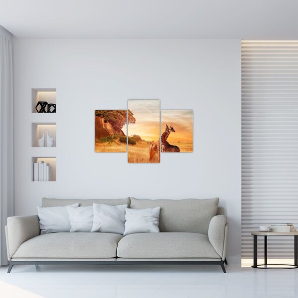 Obraz - Žirafy v Afrike (90x60 cm)