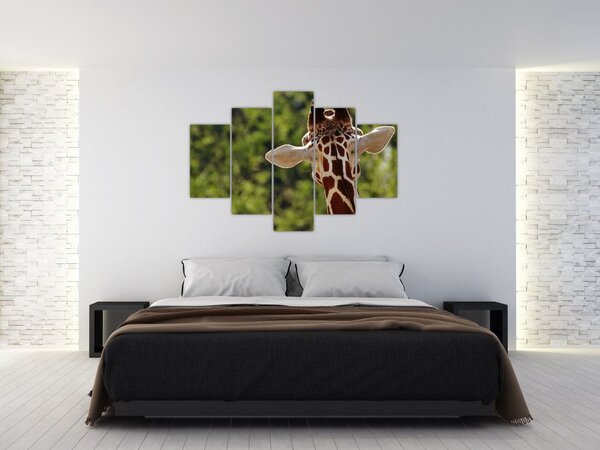 Obraz žirafy zozadu (150x105 cm)