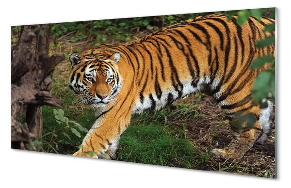 Sklenený obraz Tiger Woods 100x50 cm 2 Prívesky
