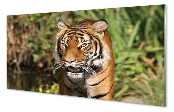 Sklenený obraz Tiger Woods 100x50 cm 2 Prívesky
