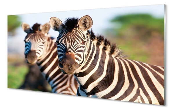 Sklenený obraz zebra 100x50 cm 2 Prívesky
