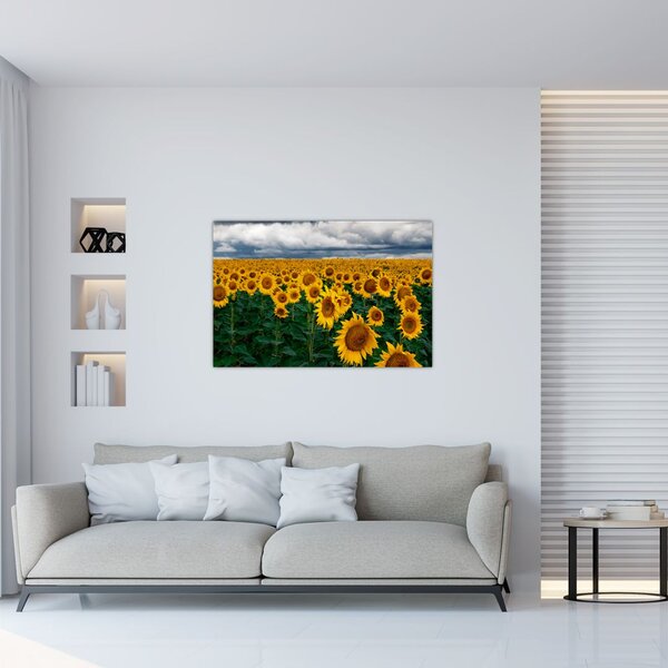 Obraz slnečnicového poľa (90x60 cm)