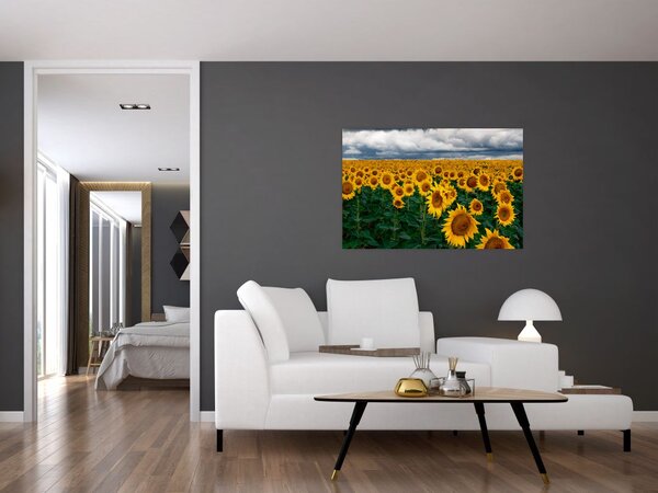 Obraz slnečnicového poľa (90x60 cm)