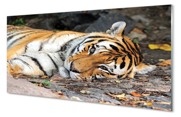 Sklenený obraz ležiace tiger 100x50 cm 2 Prívesky