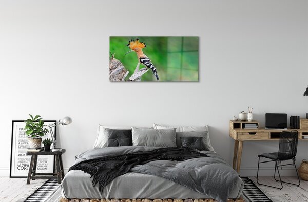 Sklenený obraz Strom farebný papagáj 100x50 cm 2 Prívesky