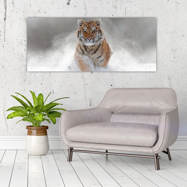 Obraz bežiaceho tigra v snehu (120x50 cm)