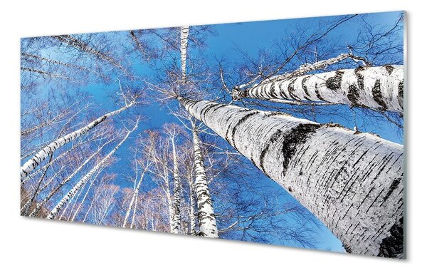 Sklenený obraz breza neba 100x50 cm 2 Prívesky