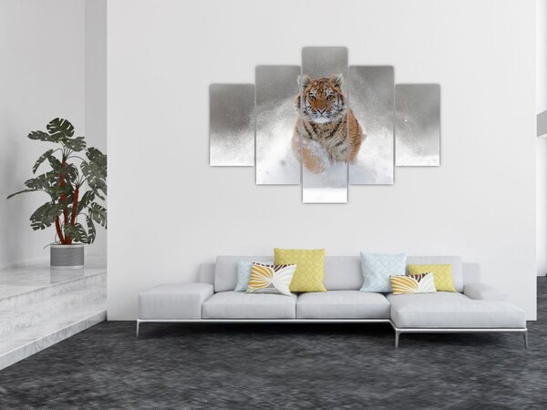 Obraz bežiaceho tigra v snehu (150x105 cm)