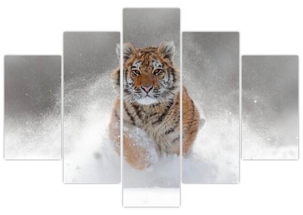 Obraz bežiaceho tigra v snehu (150x105 cm)