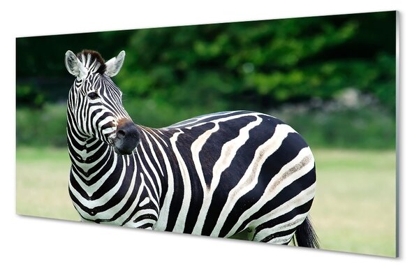 Sklenený obraz Zebra box 100x50 cm 2 Prívesky
