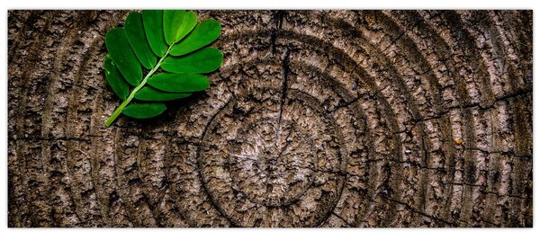Obraz listu na kmeni stromu (120x50 cm)