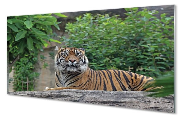 Sklenený obraz Tiger Woods 100x50 cm 2 Prívesky