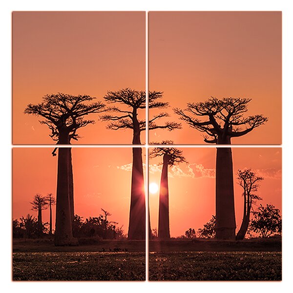 Obraz na plátne - Baobaby pri západe Slnka - štvorec... 305FD (60x60 cm)