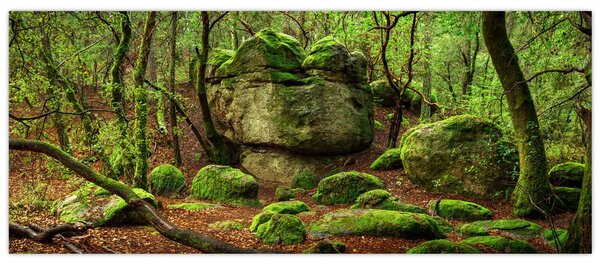 Obraz čarovného lesa (120x50 cm)