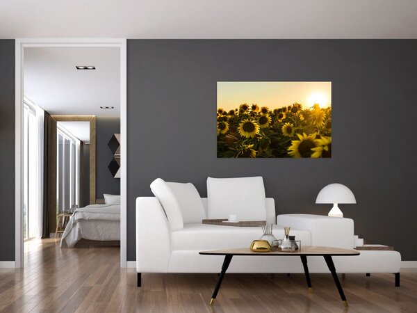 Obraz slnečnicového poľa (90x60 cm)