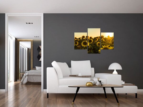 Obraz slnečnicového poľa (90x60 cm)
