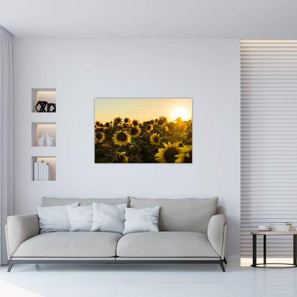 Obraz slnečnicového poľa (90x60 cm)