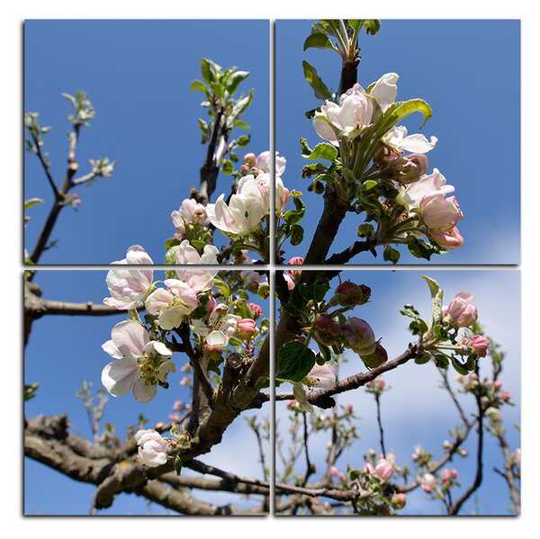 Obraz na plátne - Kvitnúca jabloň - štvorec 347D (60x60 cm)