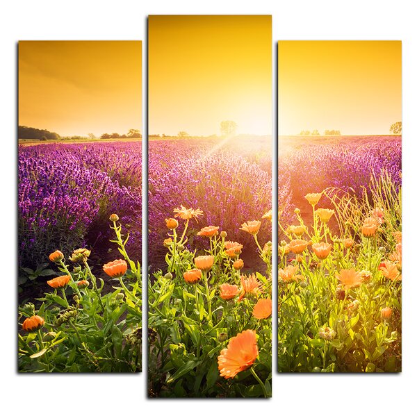 Obraz na plátne - Levanduľové pole zaliate slnkom - štvorec 365C (75x75 cm)