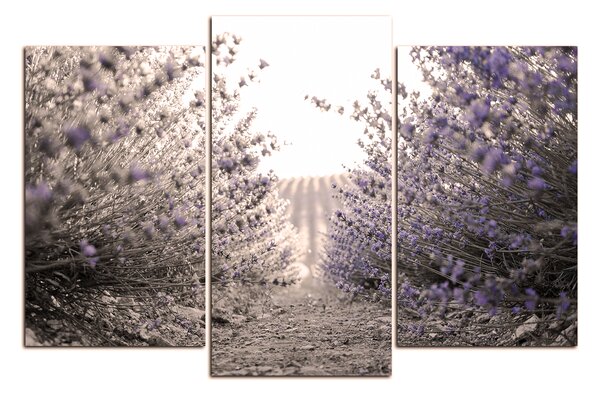 Obraz na plátne - Cestička medzi levanduľovými kríkmi 166FC (105x70 cm)