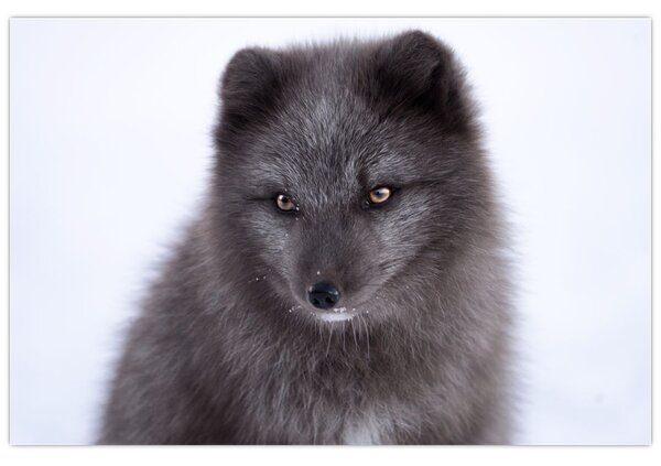 Obraz snežné líšky (90x60 cm)