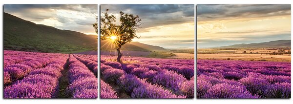 Obraz na plátne - Levanduľové pole pri svitaní - panoráma 577B (90x30 cm)
