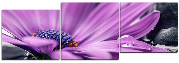 Obraz na plátne - Gerbera vo vode - panoráma 582E (90x30 cm)