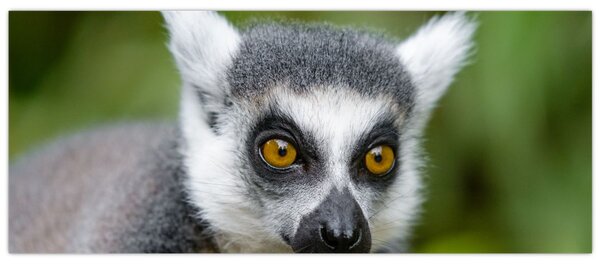 Obraz lemura (120x50 cm)