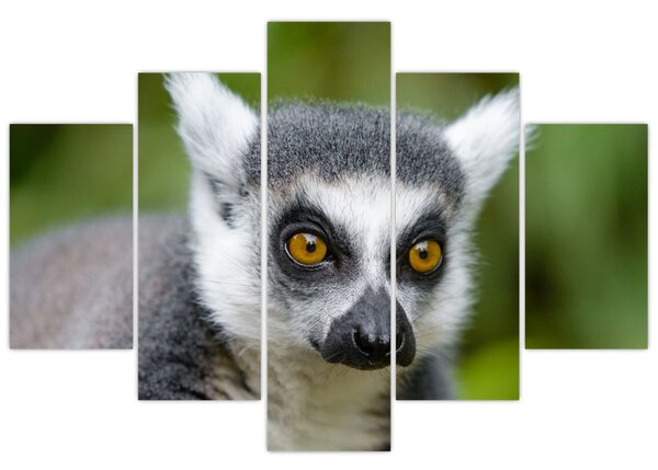 Obraz lemura (150x105 cm)