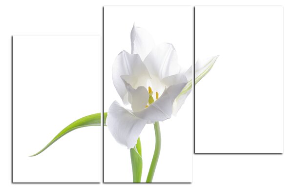 Obraz na plátne - Tulipán 181D (105x70 cm)