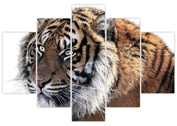 Obraz tigra (150x105 cm)