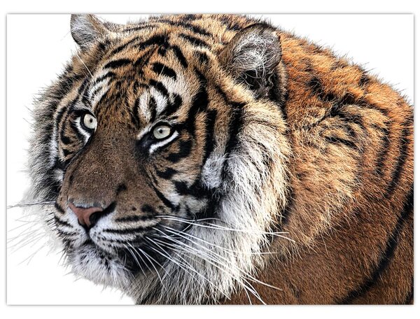 Obraz tigra (70x50 cm)