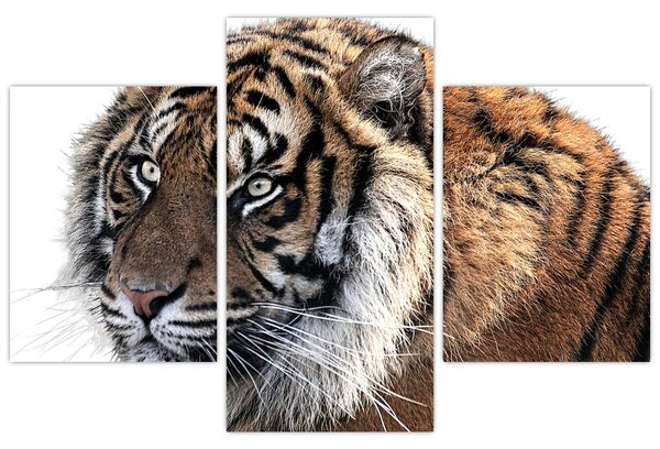 Obraz tigra (90x60 cm)
