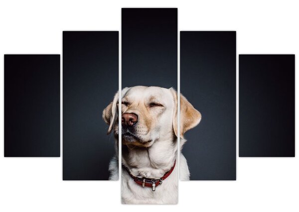 Obraz labradora (150x105 cm)