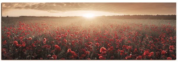 Obraz na plátne - Letné pole - panoráma 5998FA (105x35 cm)