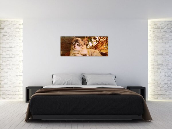 Obraz mačky v kvetináči (120x50 cm)