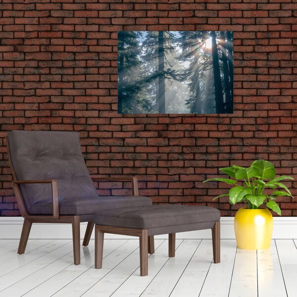 Obraz stromov s presvitajúcim slnkom (70x50 cm)