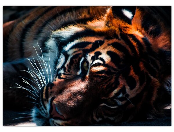 Obraz ležiaceho tigra (70x50 cm)