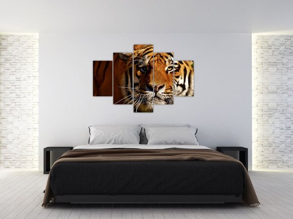 Obraz tigra (150x105 cm)