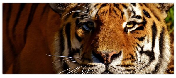 Obraz tigra (120x50 cm)