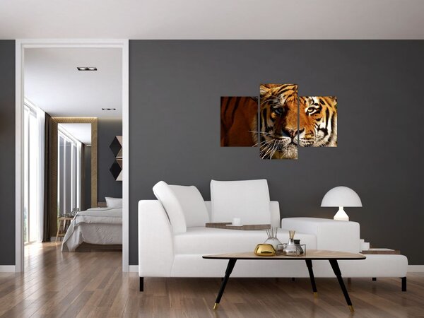 Obraz tigra (90x60 cm)