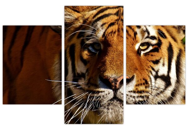 Obraz tigra (90x60 cm)