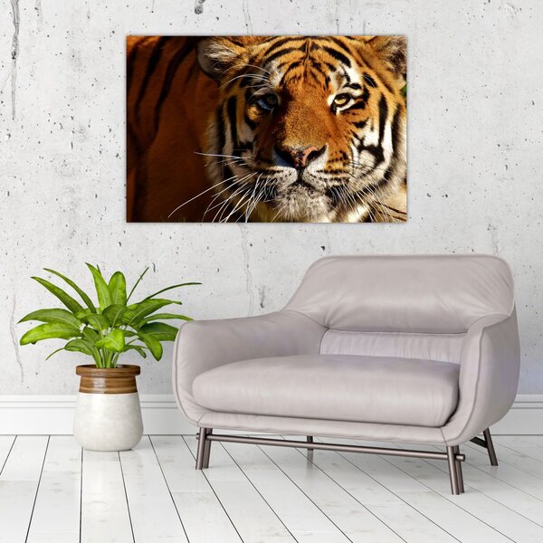 Obraz tigra (90x60 cm)