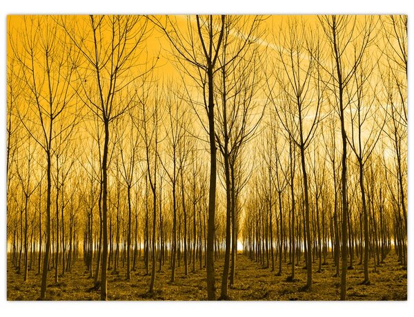 Obraz - Plantáž stromov (70x50 cm)