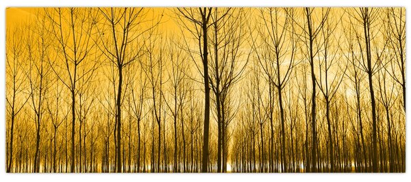 Obraz - Plantáž stromov (120x50 cm)
