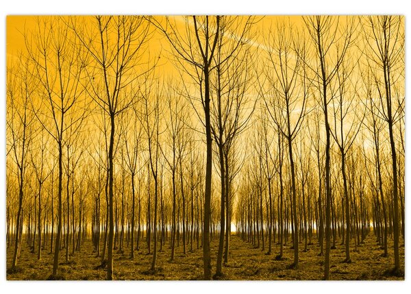 Obraz - Plantáž stromov (90x60 cm)