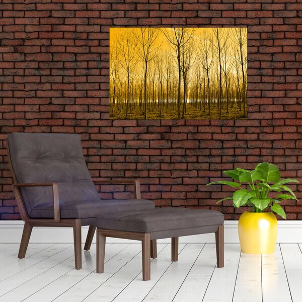 Obraz - Plantáž stromov (90x60 cm)