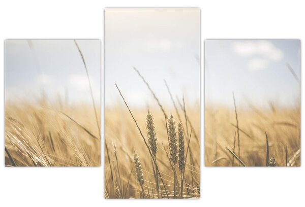 Obraz obilia (90x60 cm)