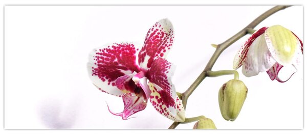 Obraz kvetu orchidey (120x50 cm)