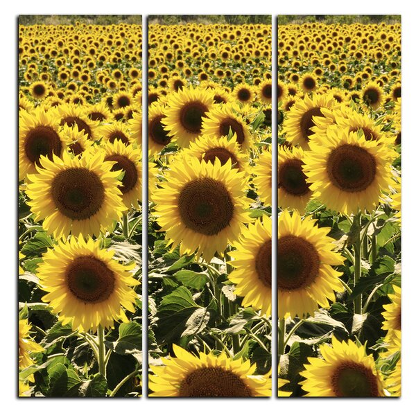 Obraz na plátne - Slnečnice - štvorec 3146B (75x75 cm)